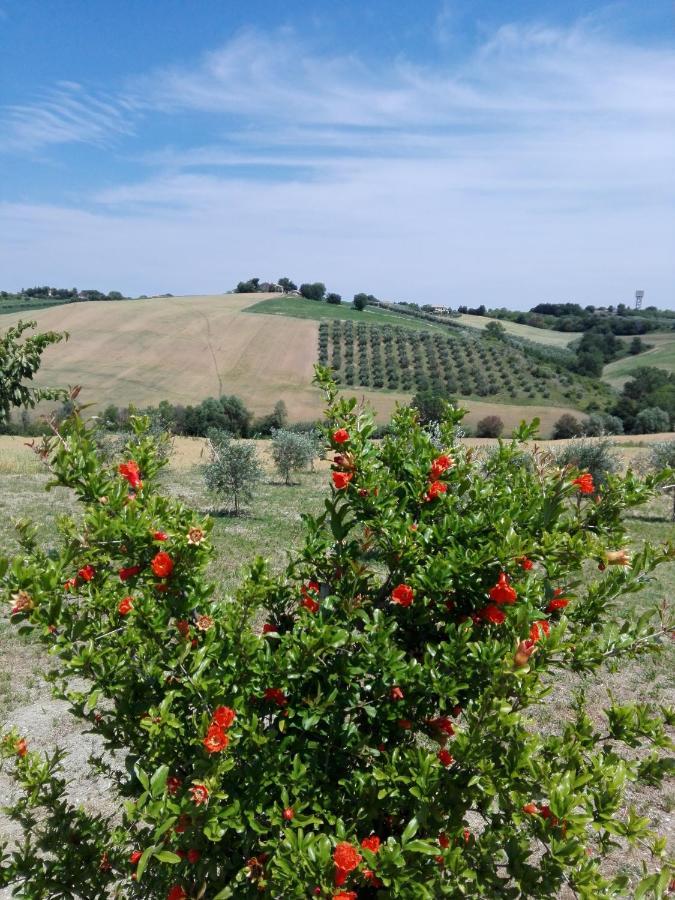 Il Giardino Nella Valle Belvedere Ostrense Dış mekan fotoğraf