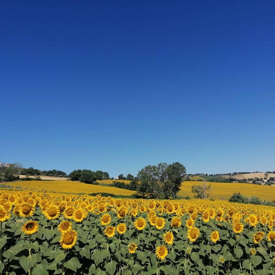 Il Giardino Nella Valle Belvedere Ostrense Dış mekan fotoğraf