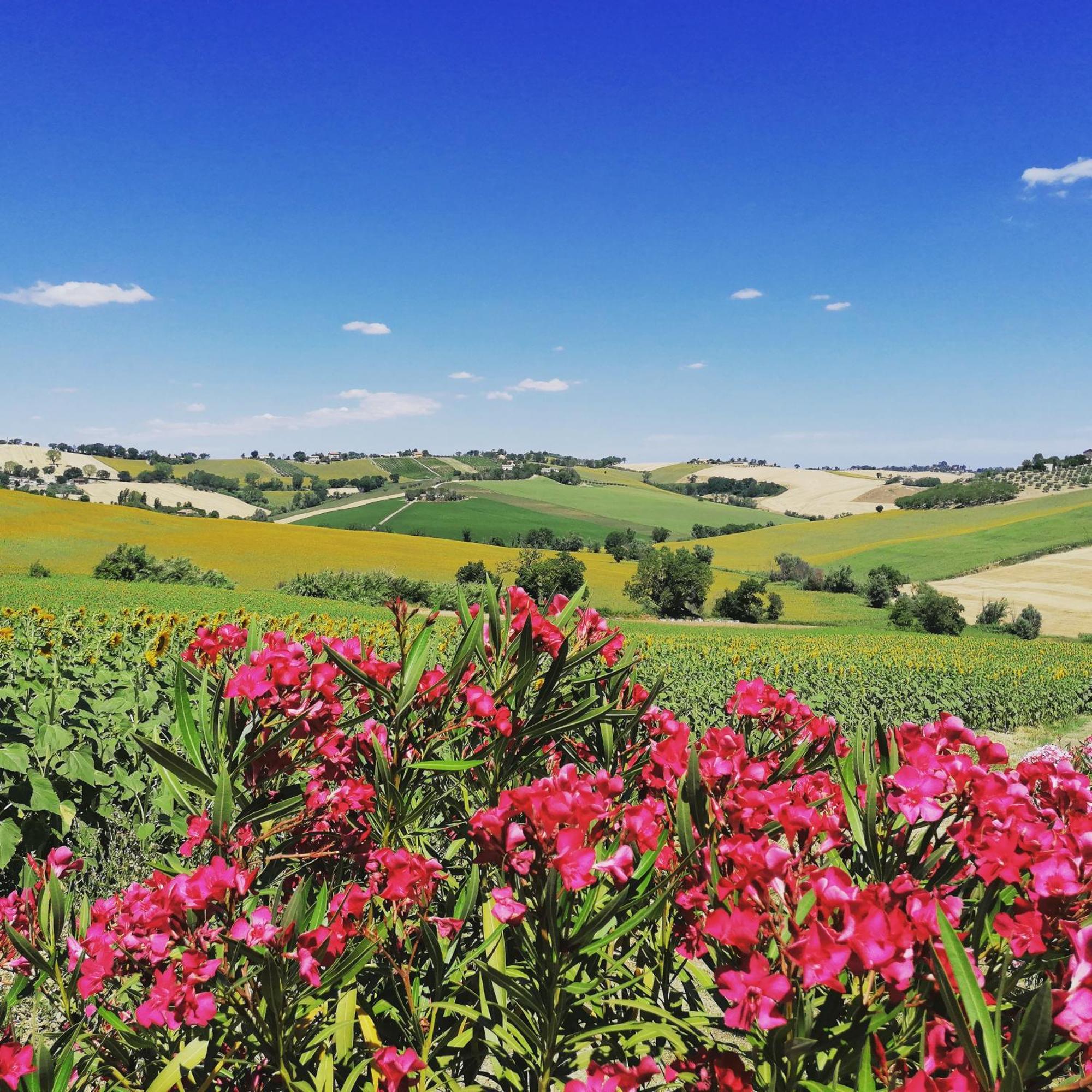 Il Giardino Nella Valle Belvedere Ostrense Dış mekan fotoğraf